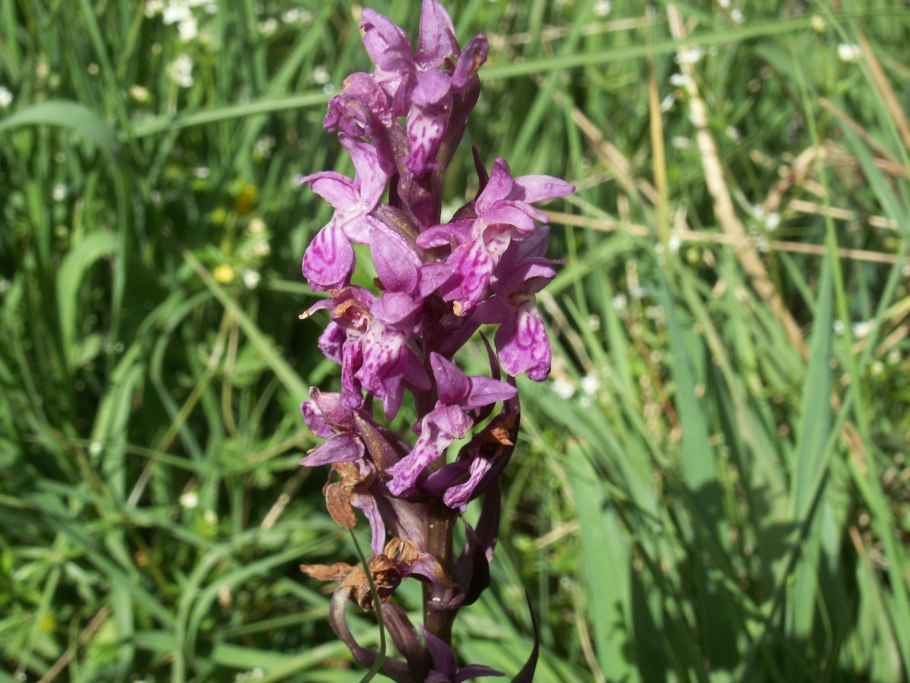 Пальцекорник Траунштейнера (Dactylorhiza traunsteineri)