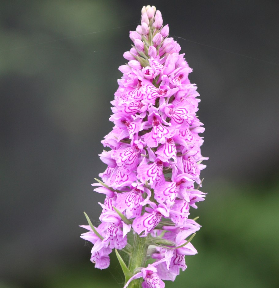 Пальчатокоренник Майский (Dactylorhiza Majalis)