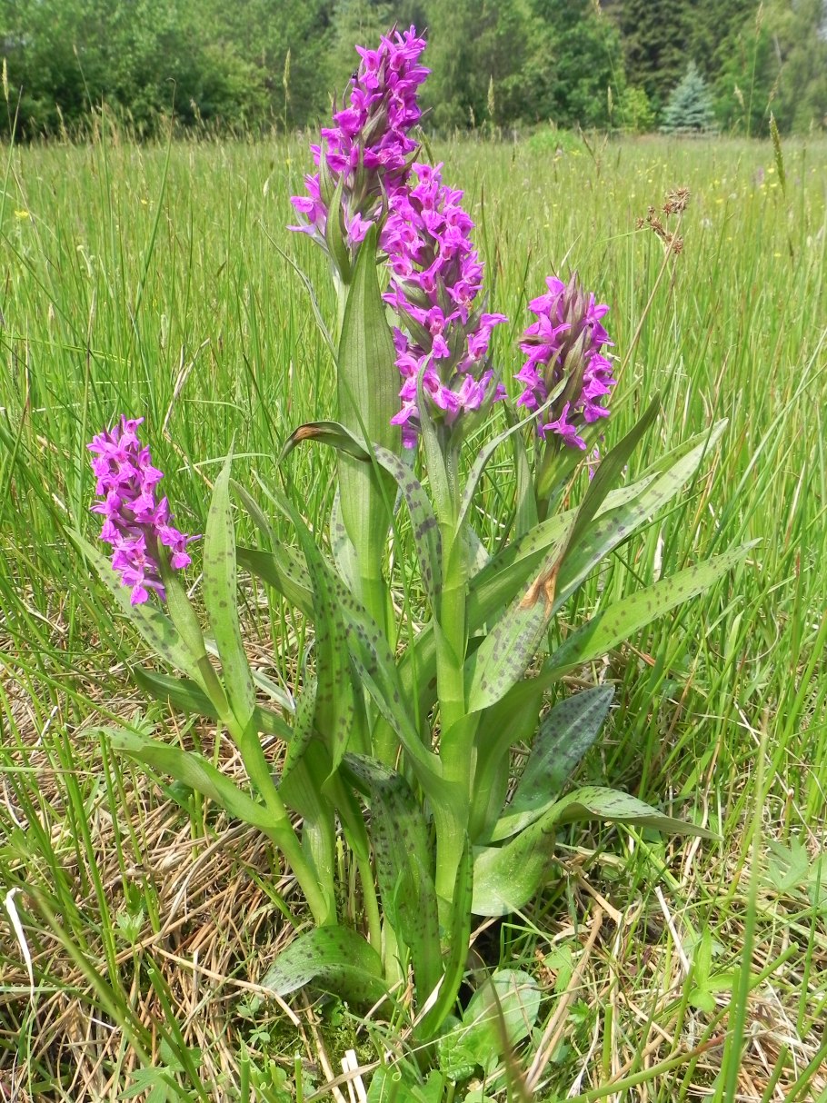 Пальчатокоренник Майский (Dactylorhiza Majalis)