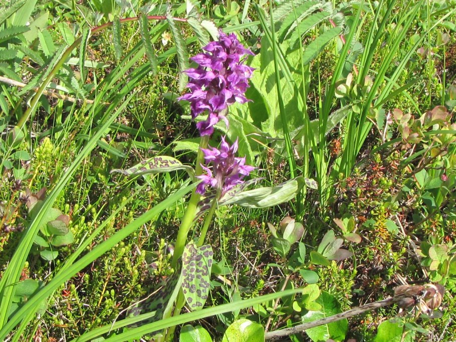 Irish Marsh Orchid