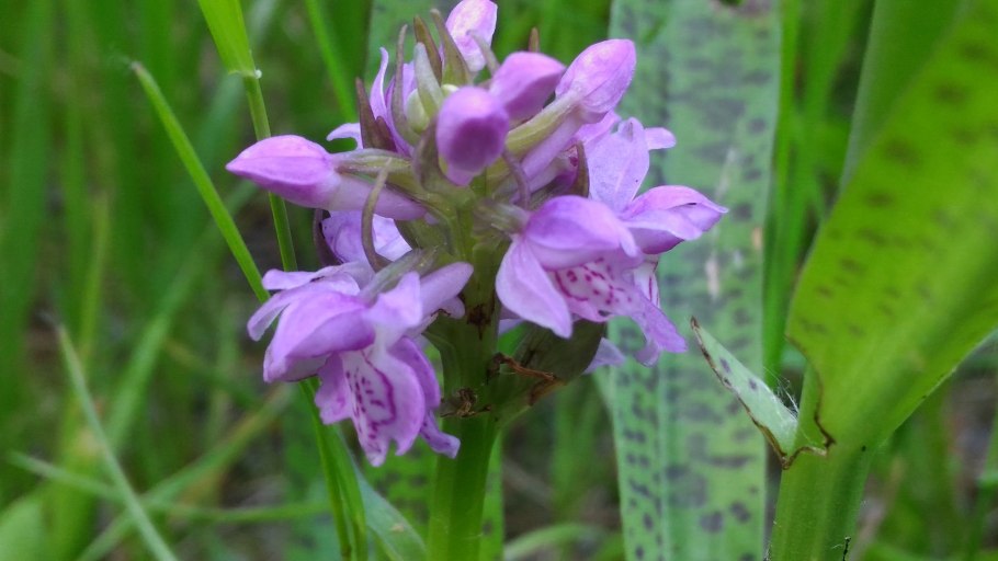 Пальчатокоренник Майский (Dactylorhiza Majalis)
