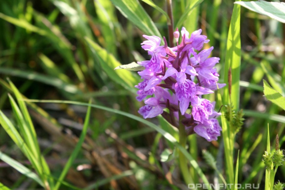 Пальчатокоренник пятнистый (Dactylorhiza maculata).