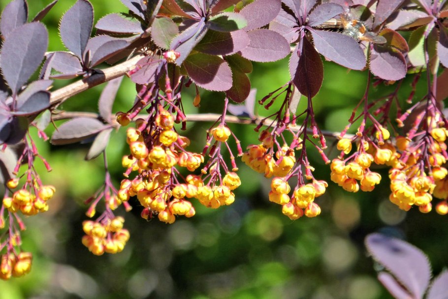 Барбарис мелкобородавчатый (Berberis verruculosa