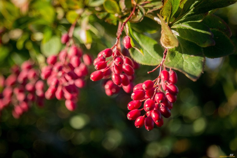Барбарис Дарвина (Berberis darwinii p9)