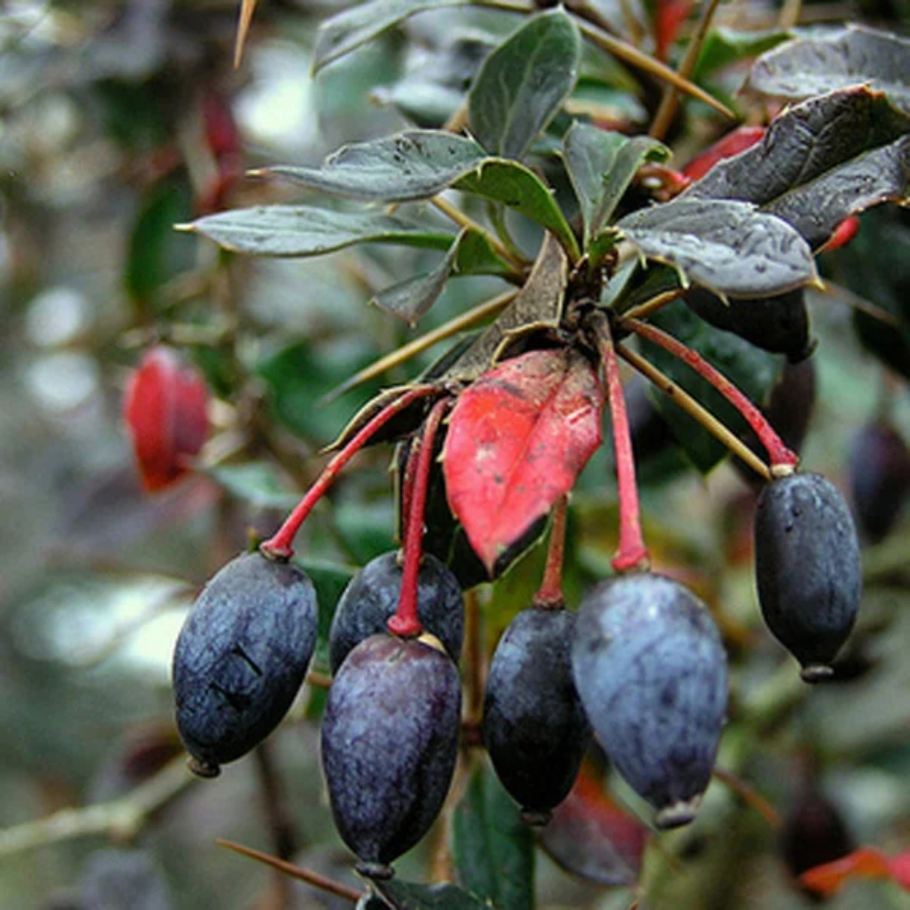 Черноголовка Барбарис