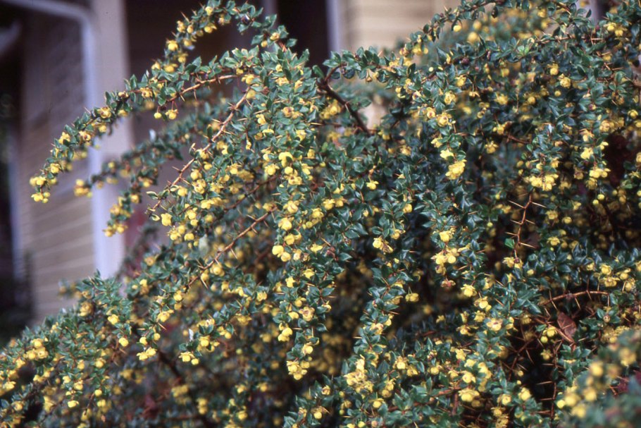 Барбарис бородавчатый фото