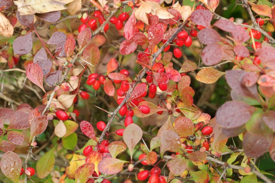 Барбарис Фрикарта (Berberis frikartii Amstelveen)