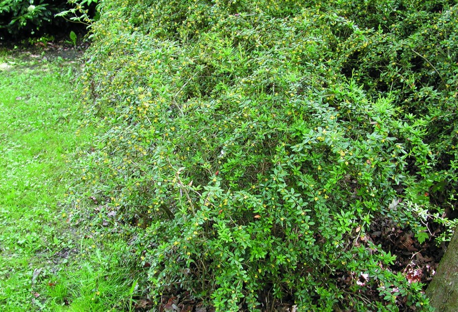 Барбарис (Berberis) бородавчатый