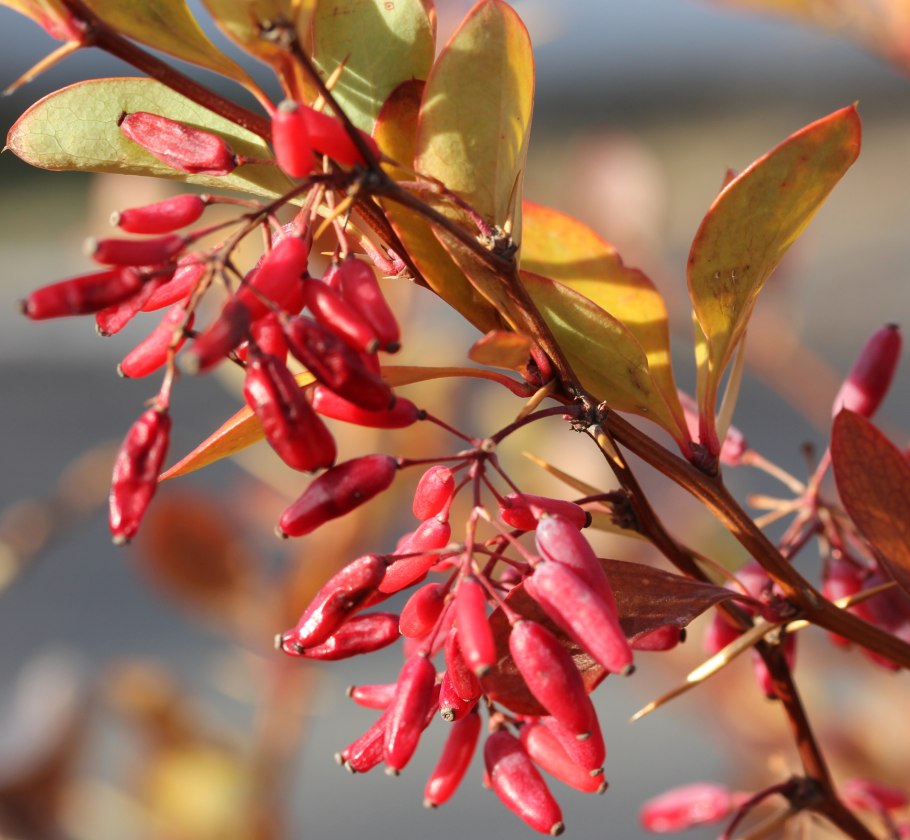 Бересклет Европейский Форчуна