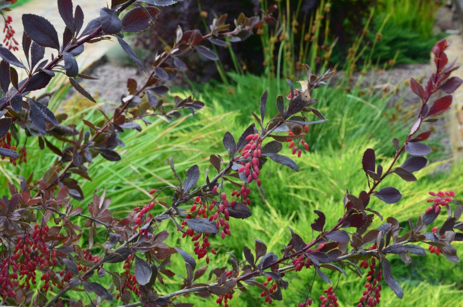 Бересклет крылатый ягоды