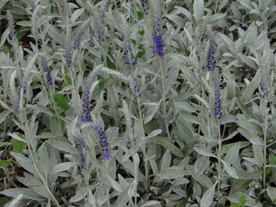 Вероника колосистая Седая