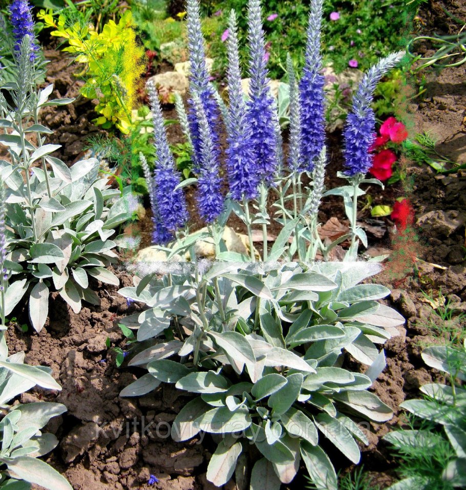 Вероника Седая (Veronica incana)