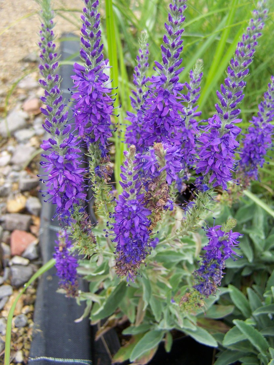 Вероника колосистая Седая