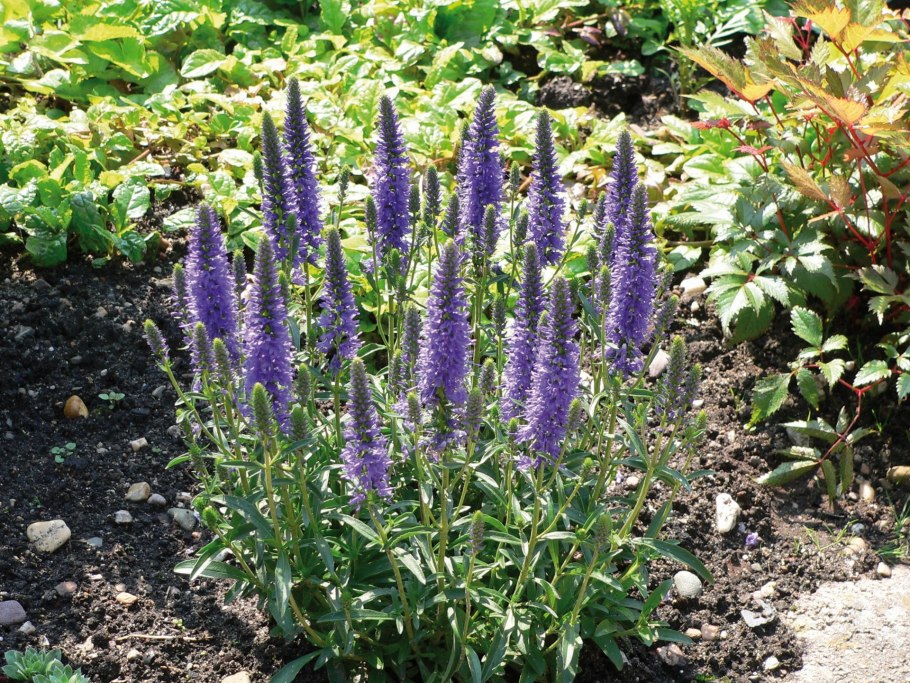 Вероника колосистая Седая