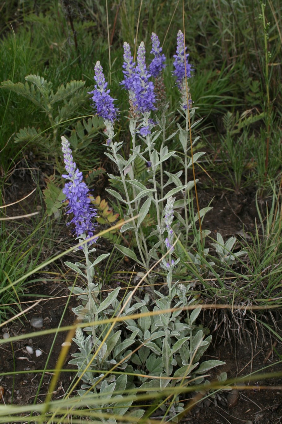 Растение Вероника длиннолистная