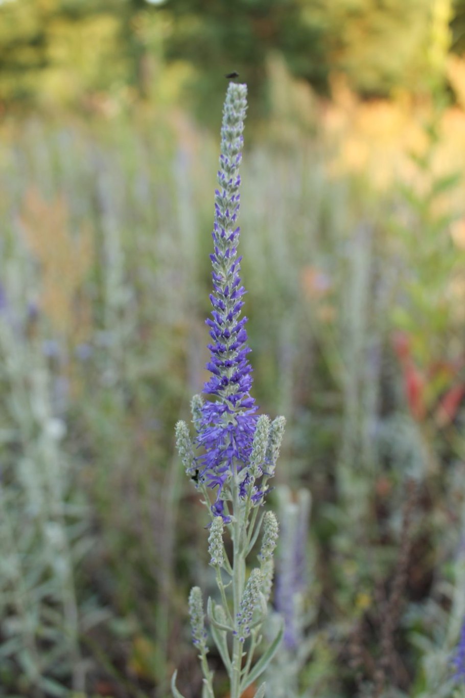 Вероника сизая растение