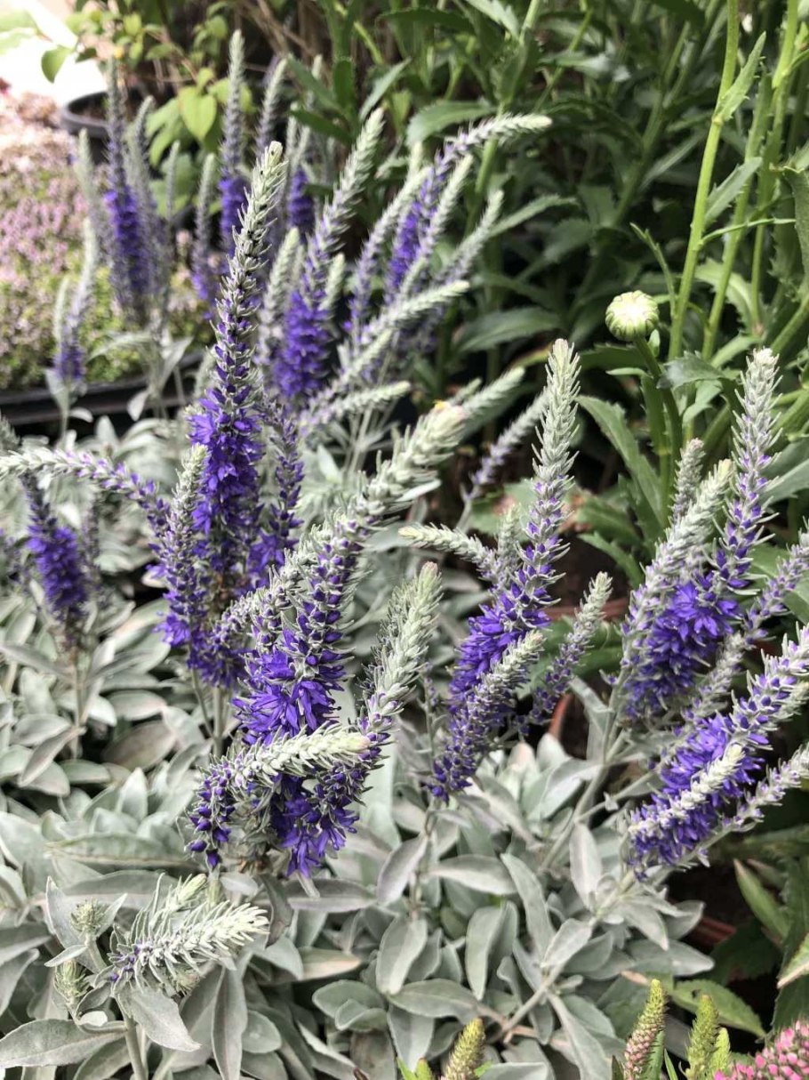 Вероника сизая