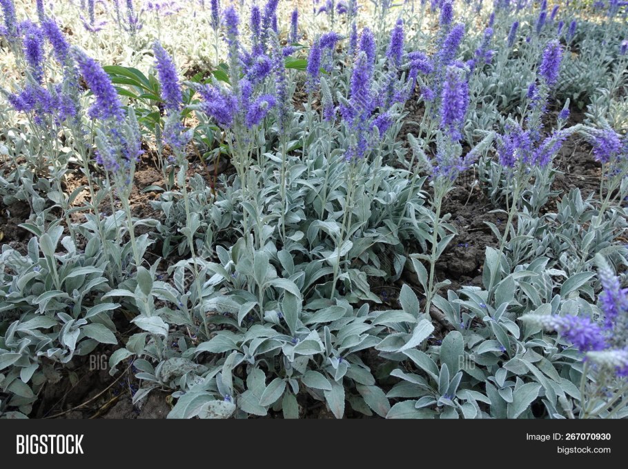 Вероника Седая (Veronica incana)