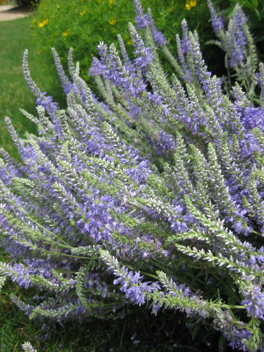 Вероника Седая в ландшафте