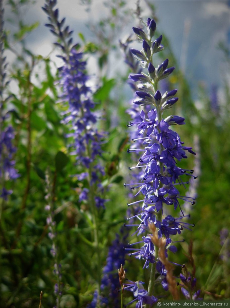 Вероника Седая incana