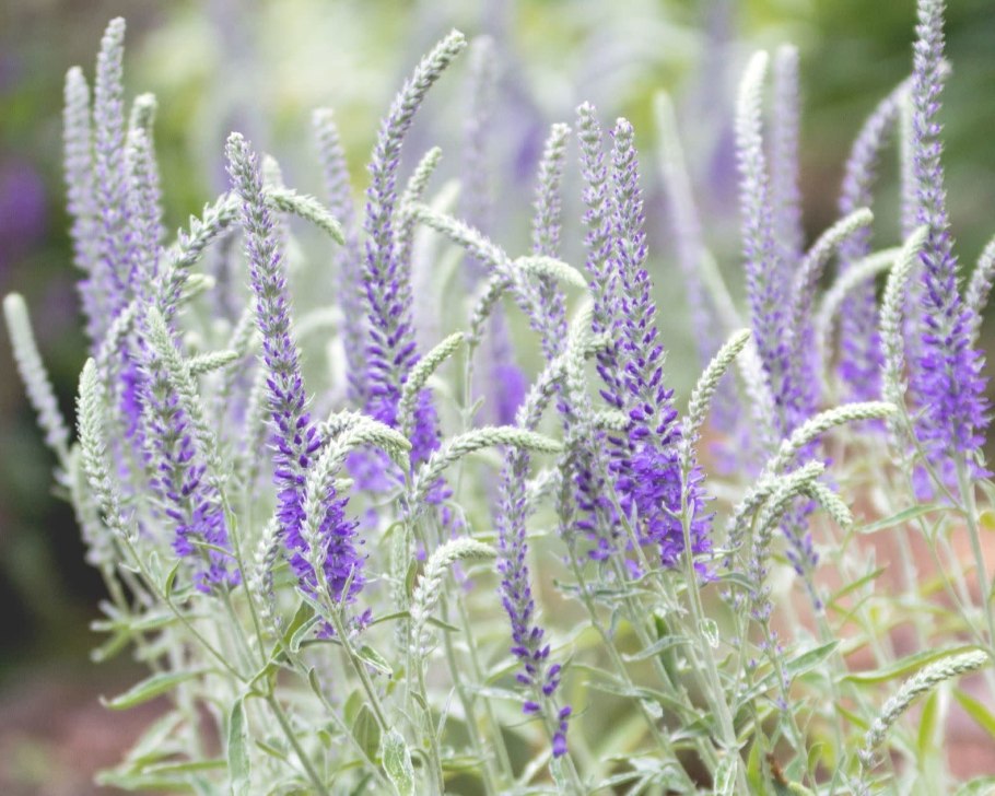 Вероника колосистая Седая