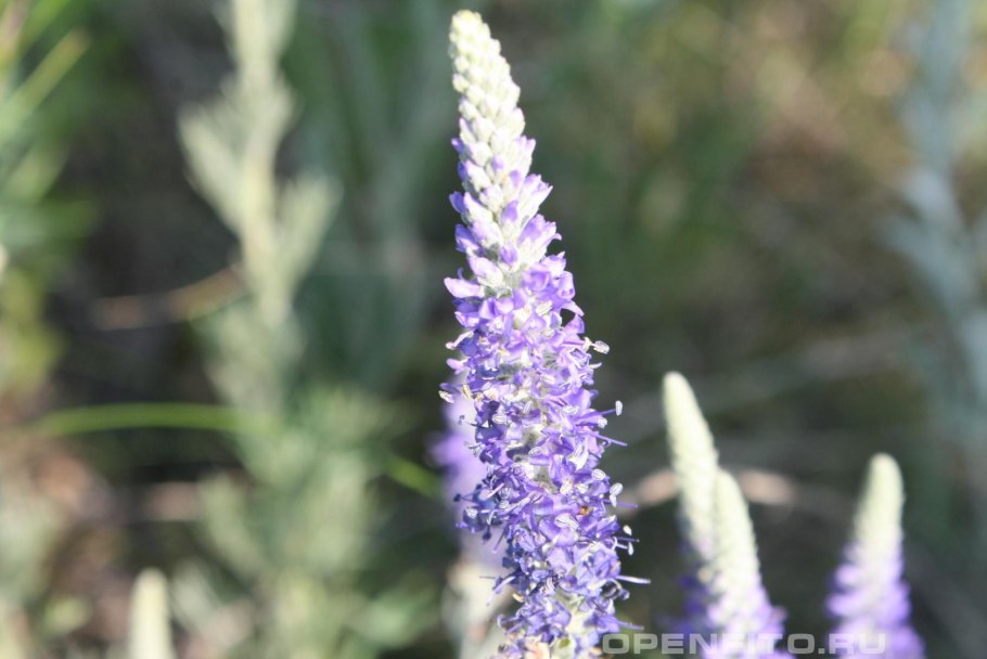 Вероника Седая Плантариум