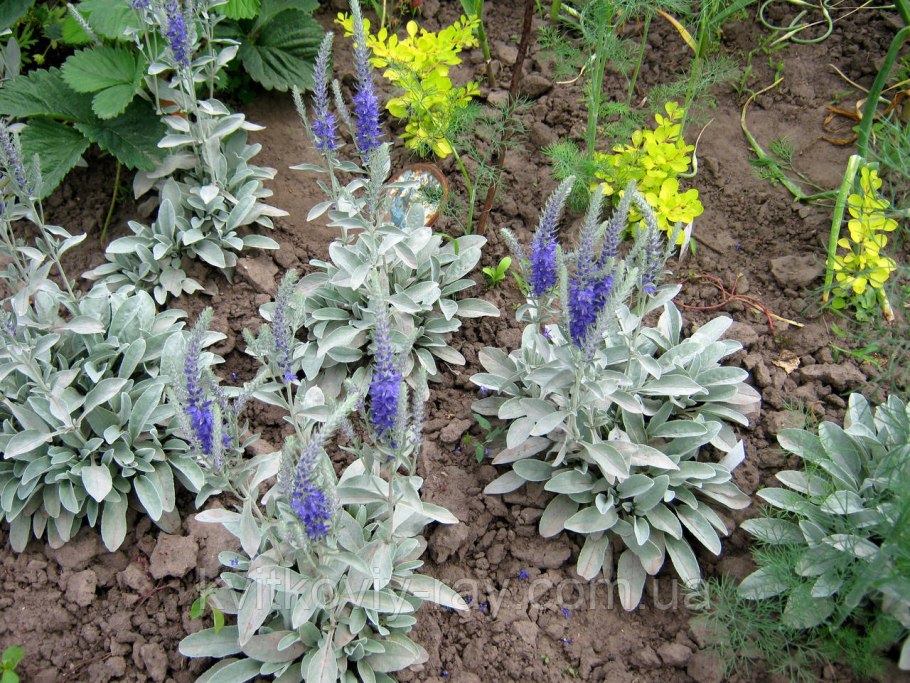 Вероника ненастоящая