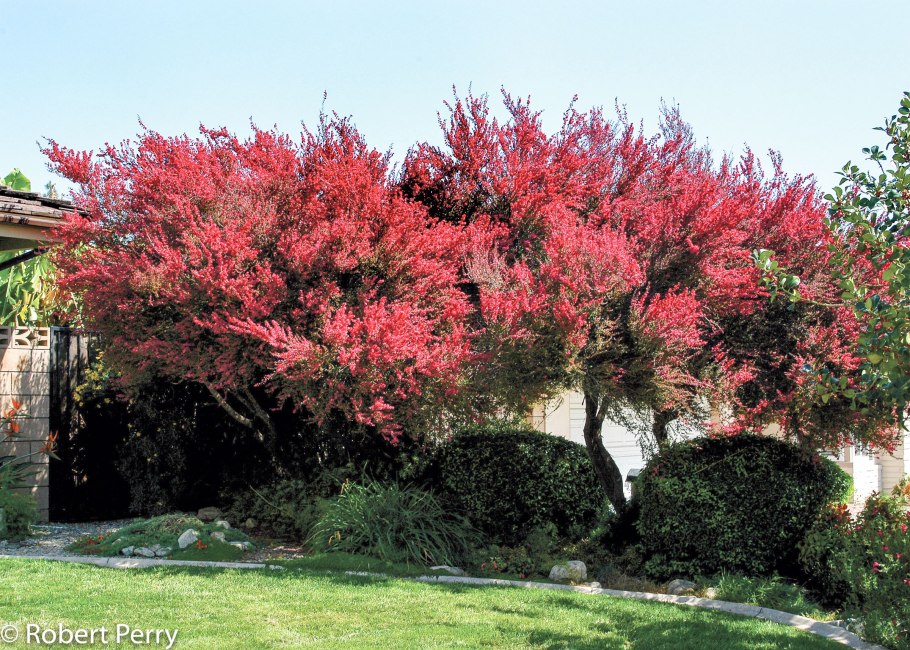 Leptospermum minutifolium