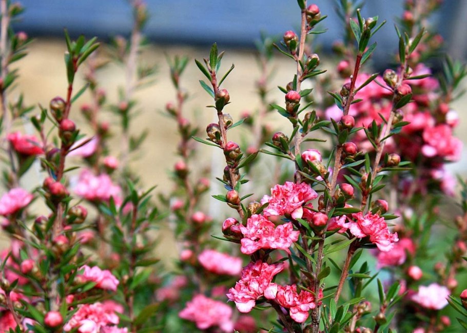 Leptospermum lanigerum