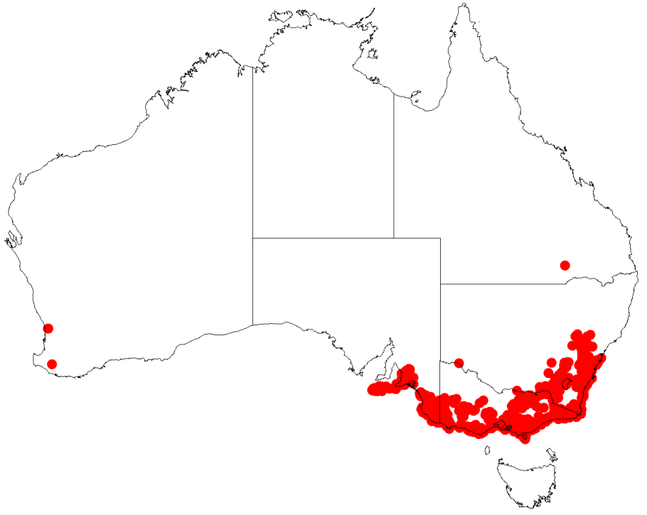 Leptospermum epacridoideum (лептоспермум)