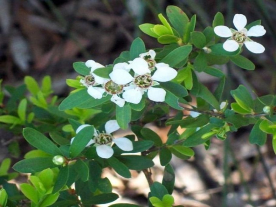 Манука (Leptospermum scoparium)