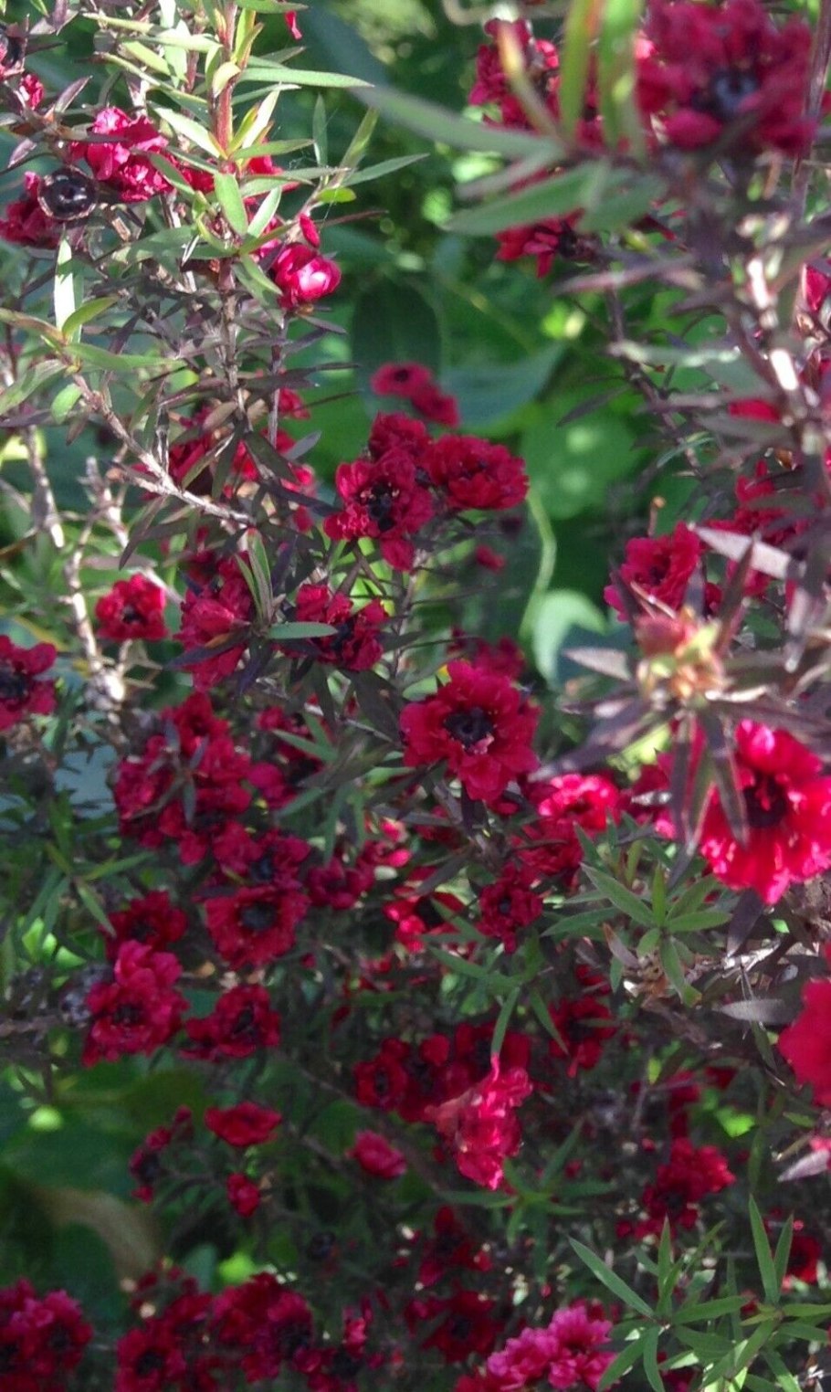 Лептоспермум ланигерум