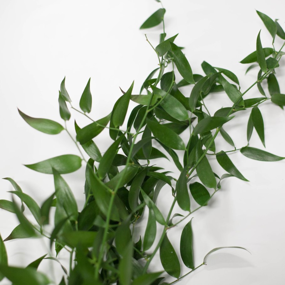 Рускус обыкновенный