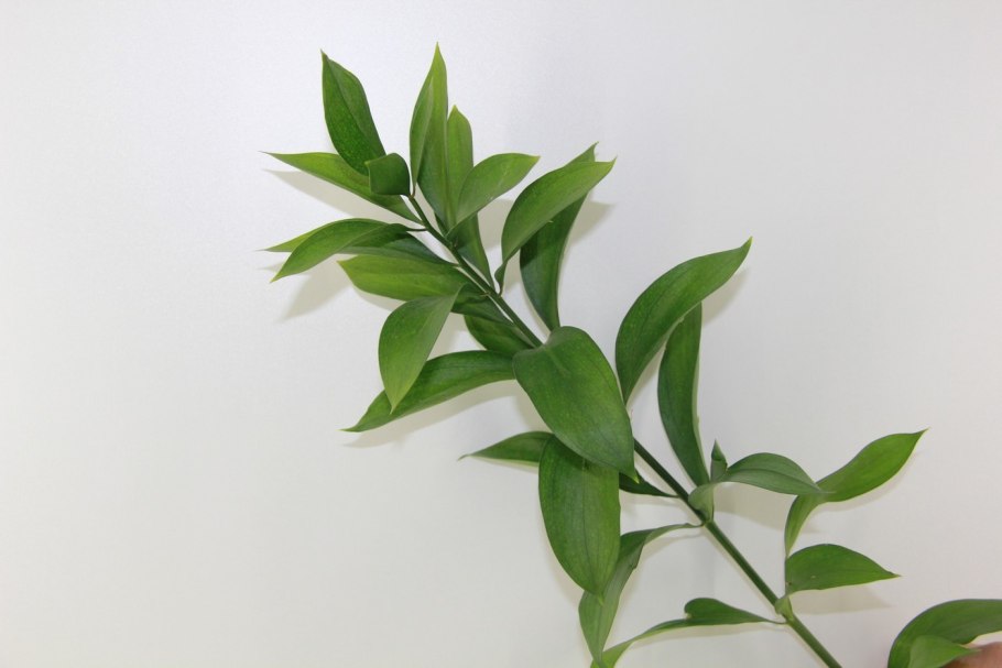 Рускус Эммер