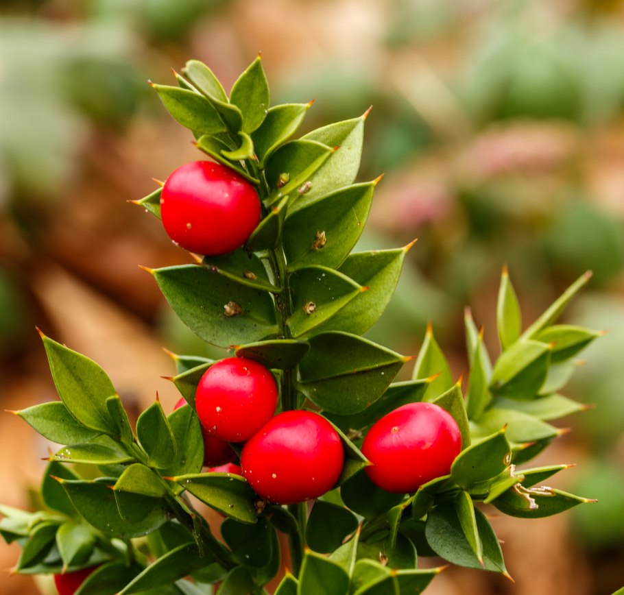 Рускус израильский