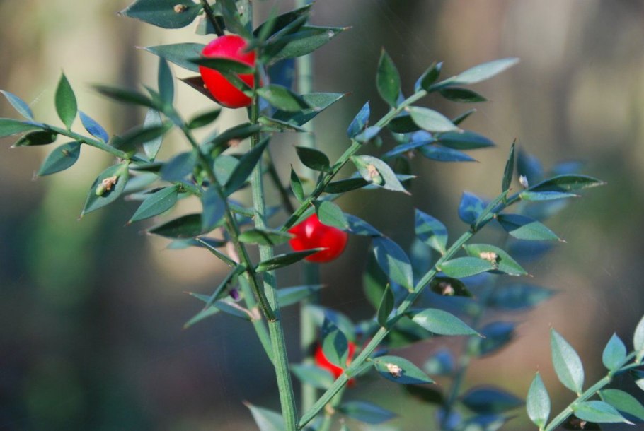 Рускус hypophyllum