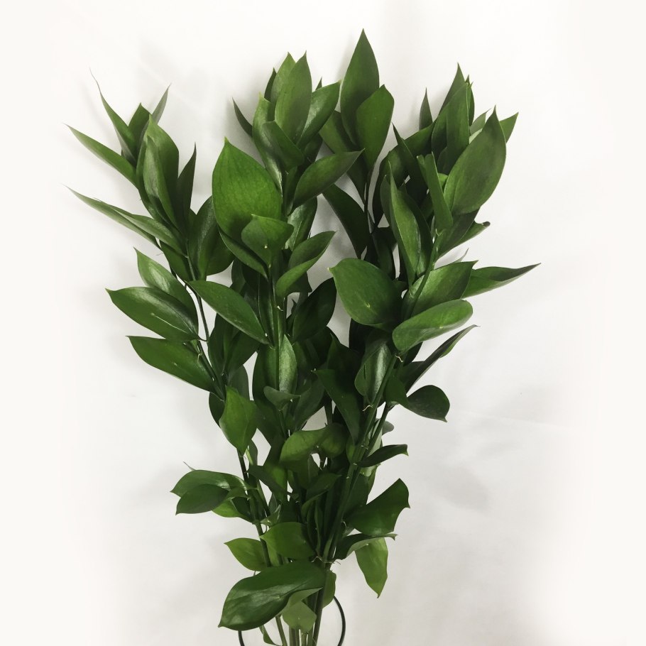 Рускус hypophyllum