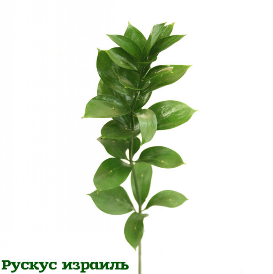 Рускус гипофиллум