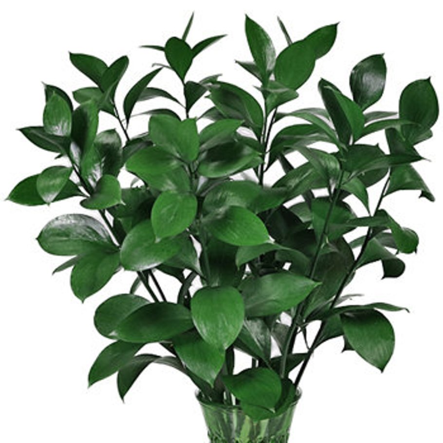 Иглица Колхидская цветение