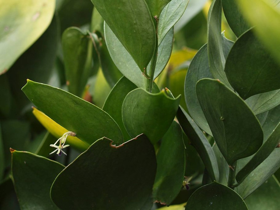 Рускус Каскад