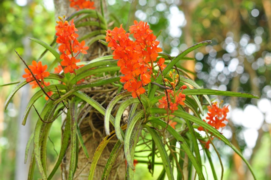 Ascocentrum curvifolium
