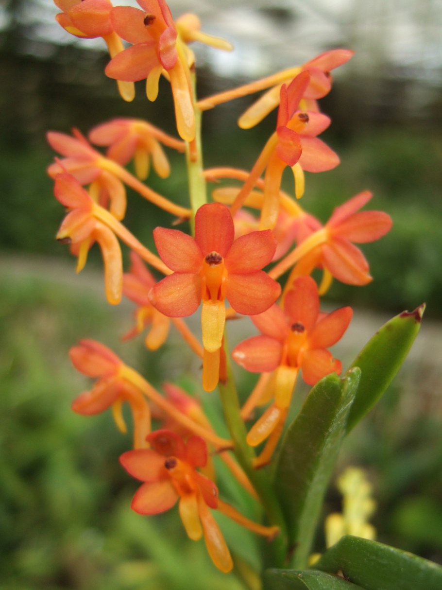 Ascocentrum ampullaceum