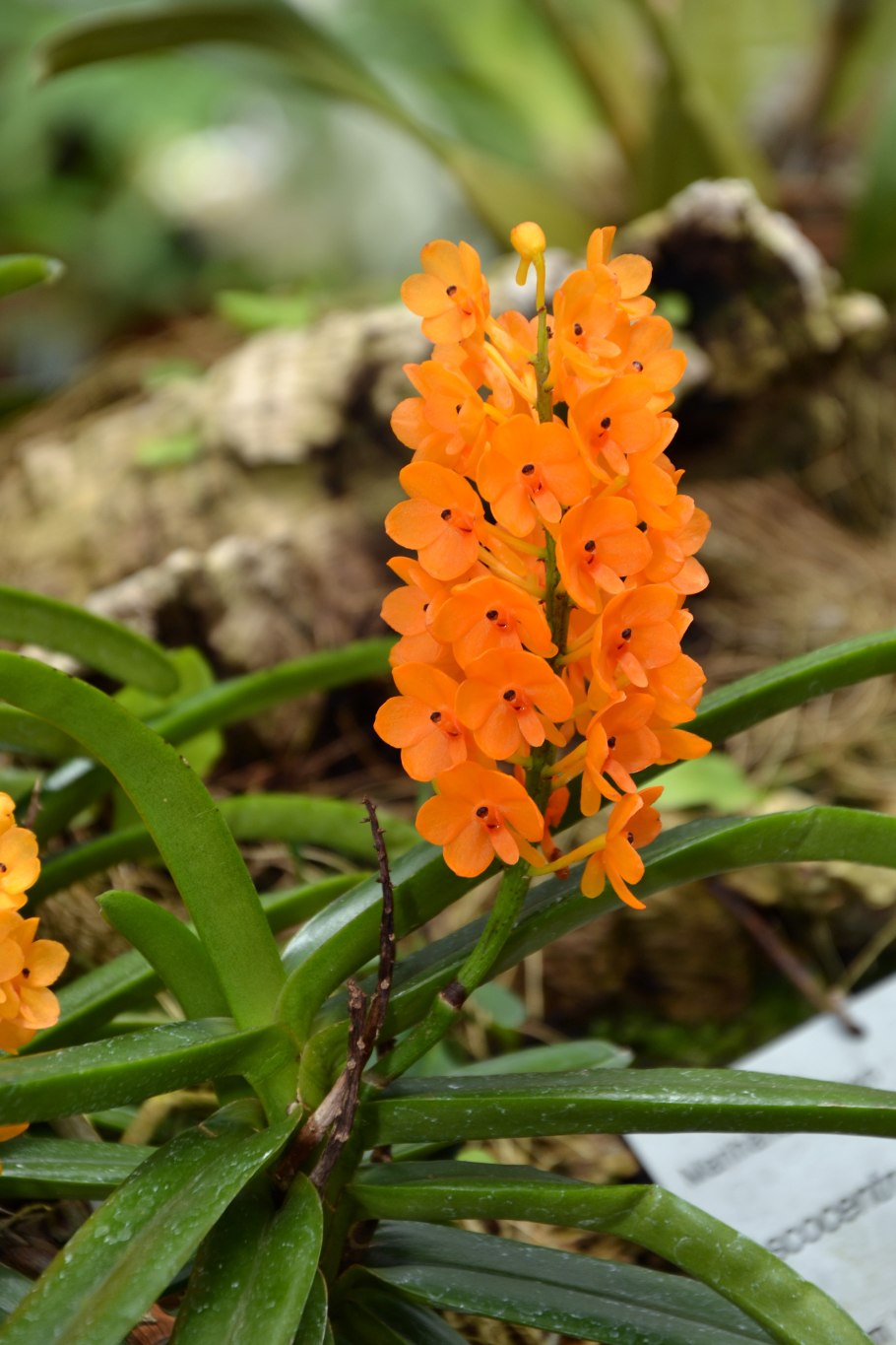 Орхидея Ascocentrum miniatum