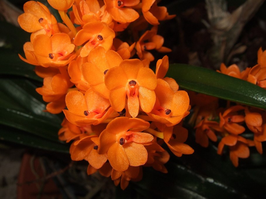 Ascocentrum miniatum