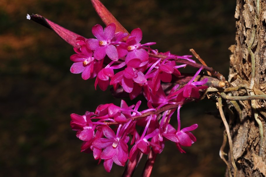 Ascocentrum miniatum