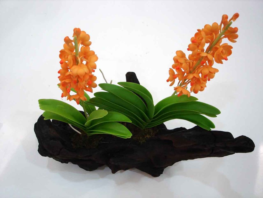 Ascocentrum christensonianum