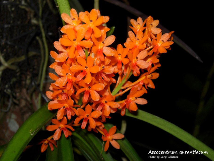 Аскоцентрум Орхидея