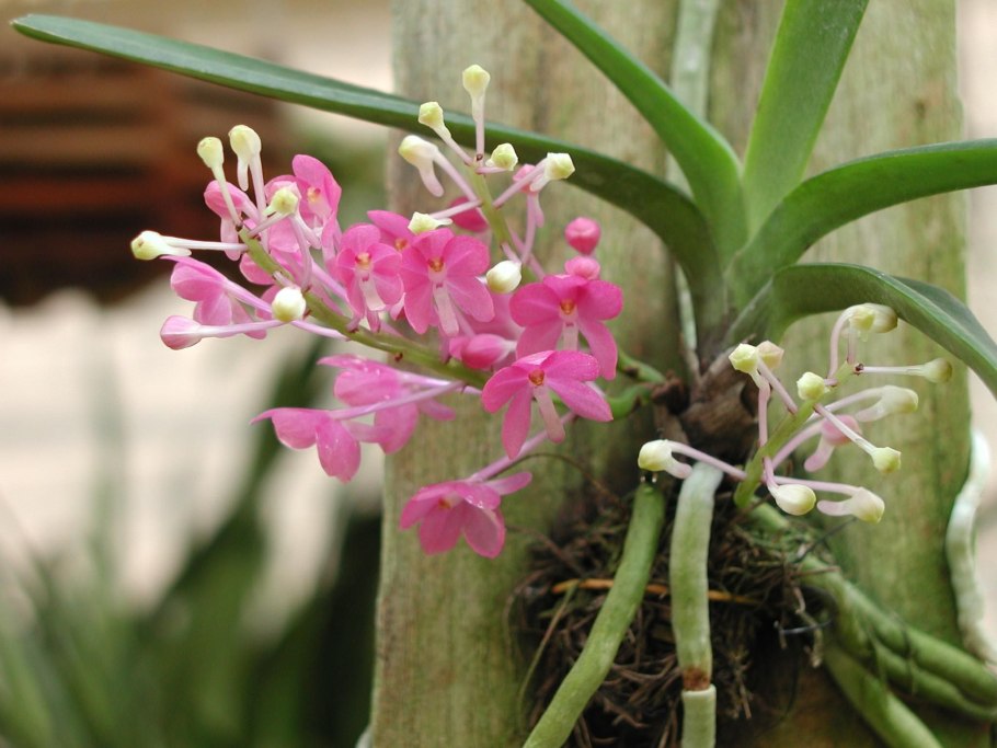 Аскоцентрум Орхидея