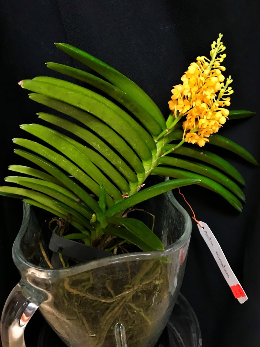 Ascocentrum pumilum
