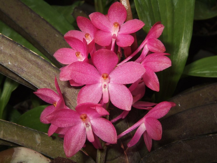 Vanda PNG